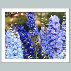 #1004 P-8X10 Delphinium 8x10 Glossy Photo - Fast-Secure Shipping